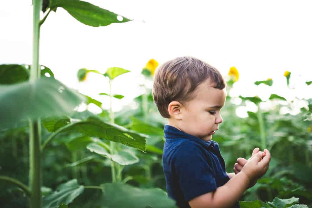 Baby boy in sunflower field